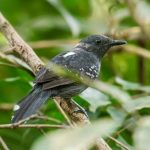 Spesies Burung Pipit Baru Di Temukan Di Pedalaman Amazon