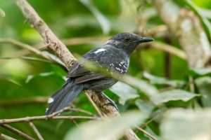 Spesies Burung Pipit Baru Di Temukan Di Pedalaman Amazon