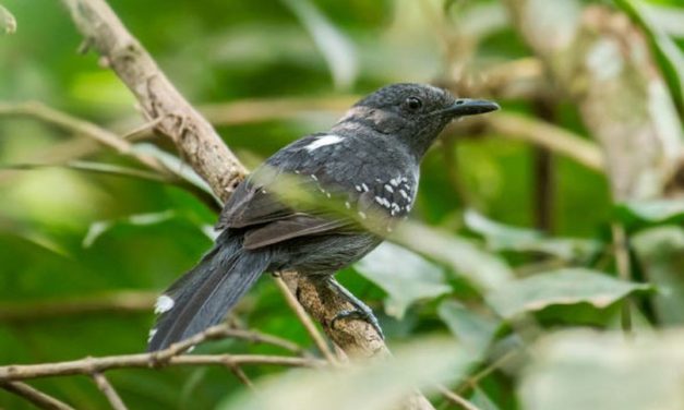 Spesies Burung Pipit Baru Di Temukan Di Pedalaman Amazon