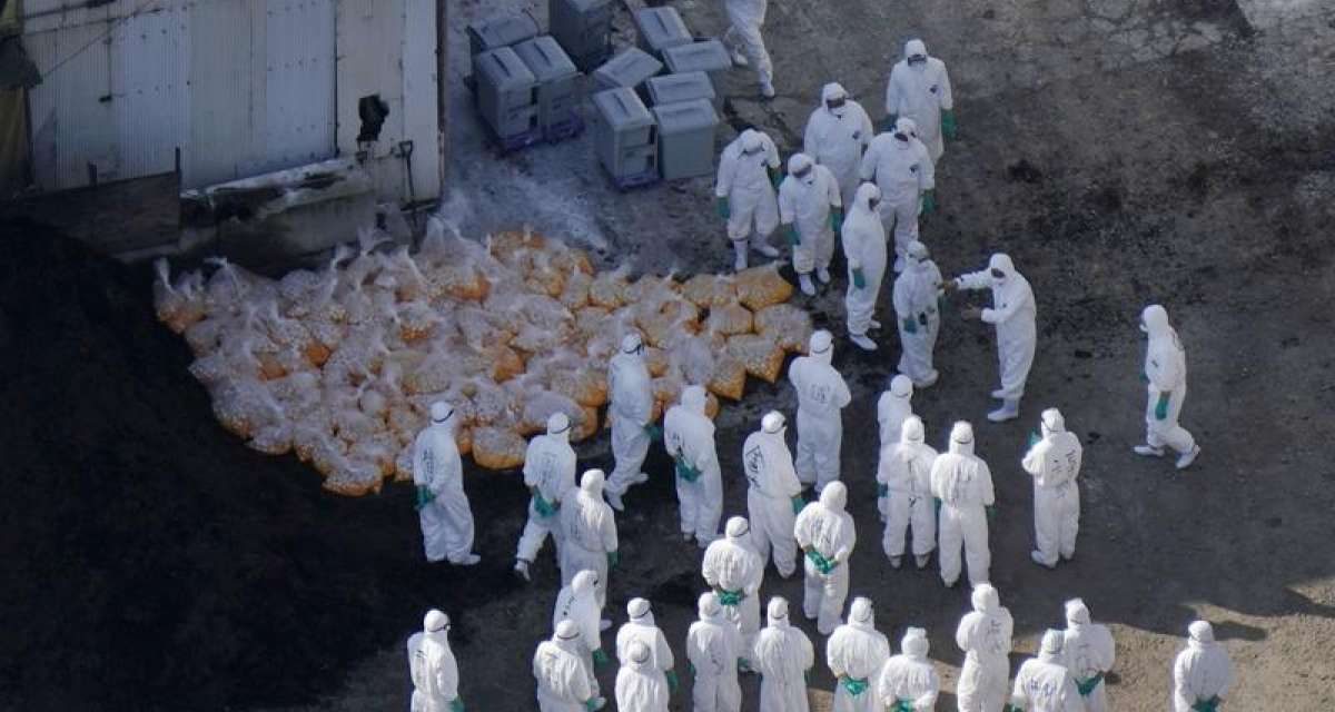 China Larang Impor Unggas Dari Chili Akibat Wabah Flu Burung