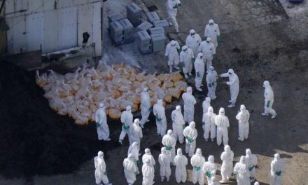 China Larang Impor Unggas Dari Chili Akibat Wabah Flu Burung