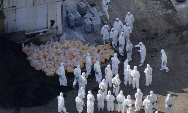 China Larang Impor Unggas Dari Chili Akibat Wabah Flu Burung