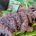 Lezatnya Dange Khas Pangkep Dari Ketan Hitam Dan Gula Merah