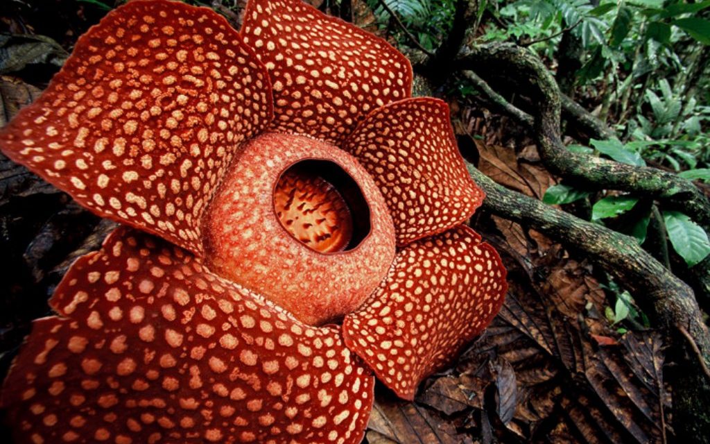 Bunga Rafflesia Arnoldii Mekar Di Konservasi Taba Penanjung