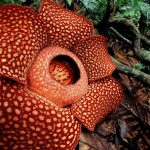 Bunga Rafflesia Arnoldii Mekar Di Konservasi Taba Penanjung