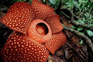 Bunga Rafflesia Arnoldii Mekar Di Konservasi Taba Penanjung