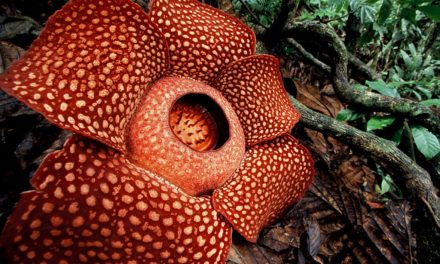 Bunga Rafflesia Arnoldii Mekar Di Konservasi Taba Penanjung